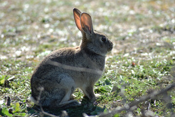 Wild rabbit calmly resting in the meadow