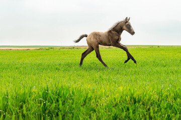 Young beautiful brown horse running in the field on fresh grass.