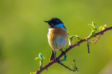 Male Stonechat, Saxicola rubicola, bird singing