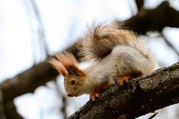 Eurasian red squirrel Sciurus vulgaris close up portrait