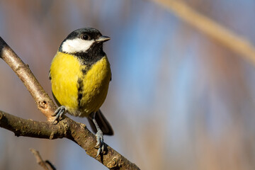 Great tit Parus major in the wild