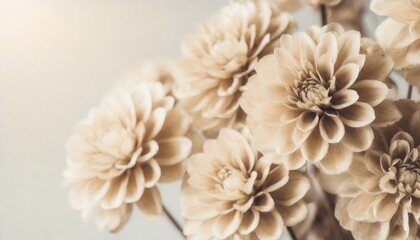 elegant oval round shape dried beige romantic flowers with light light background macro retro vintage neutral effect