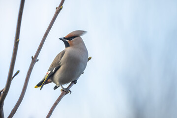 The Bohemian waxwing, Bombycilla garrulus, migratory bird is a rare visitor in the Netherlands