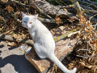 White stray cat sits on a log in the yard on a summer day