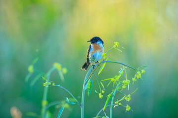 Stonechat, Saxicola rubicola, bird perching