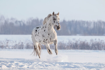 Beautiful appaloosa horse running in winter