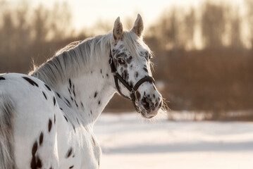 Beautiful appaloosa horse in winter - 741896481