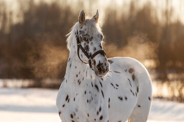 Beautiful appaloosa horse in winter