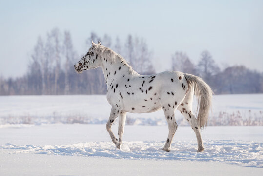 Beautiful appaloosa horse in winter