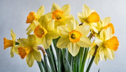 bunch of yellow spring daffodils against white background