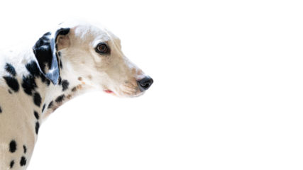 Side view of a dalmatian dog on transparent background