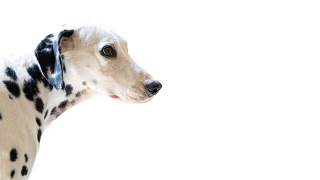 Side view of a dalmatian dog on transparent background