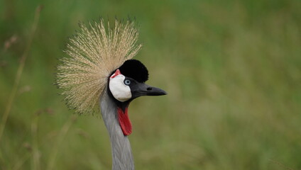 Naklejka premium grey crowned crane
