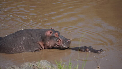 hippopotamus mating