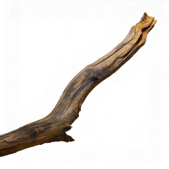 Fototapeta premium Tree Branch isolated on white background