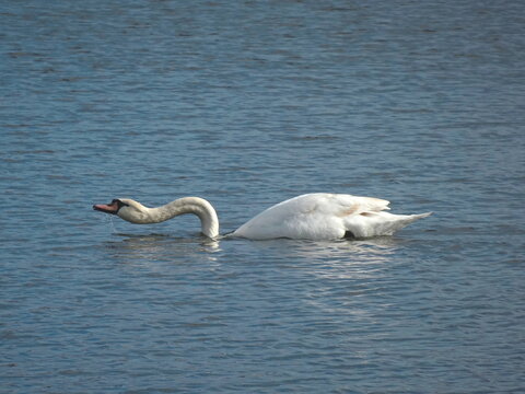 White Swan drinking water while on a lake.