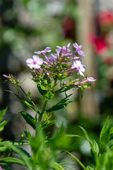 Pink garden phlox (phlox paniculata) flowers in bloom