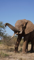 elephant in the wild