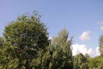 trees and sky