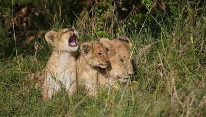 lion cub and lioness