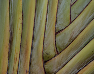 Background of green trunk close up - 741906007