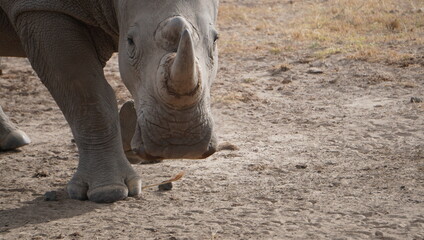 Rhino head close up