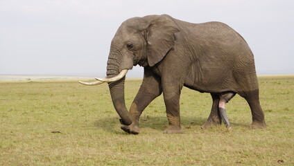 Fototapeta na wymiar Elephant with a musth