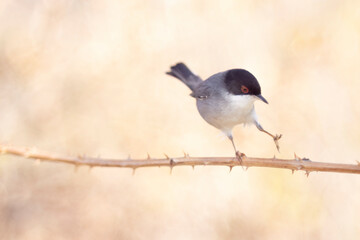 Fototapeta premium Typical Mediterranean bird, Sardinian warbler, Curruca melanocephala. 