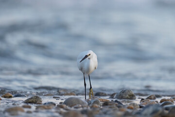 The little egret (Egretta garzetta), small heron in the family Ardeidae.