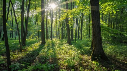 Fototapeta na wymiar Sunlight in Verdant Forest