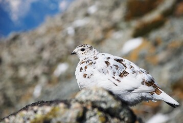 特別天然記念物　ライチョウ