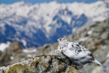 特別天然記念物　ライチョウ