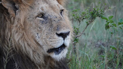 lion in the grass