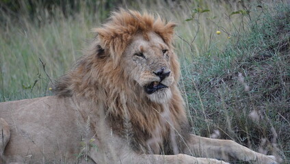 male lion in the wild