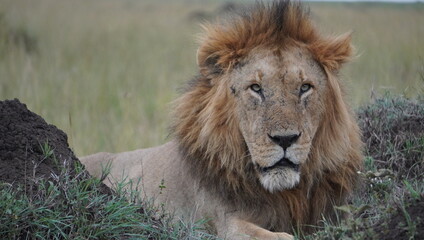Face of a lion close up