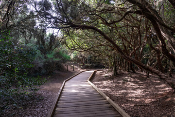 Laurel forest in Anaga Rural Park  on Tenerife - 741912407