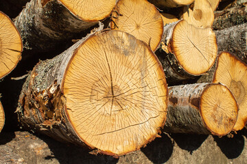 Tree trunks stacked in piles at the sawmill factory warehouse, wood texture, and annual growth rings on the cut logs.