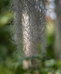 Spanish moss plant in the forest . - 741913080