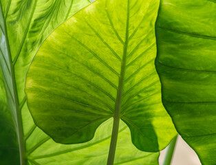 Background of green leaf close up - 741913215
