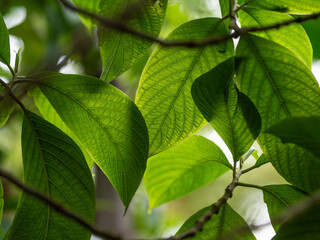 Green leaves against the forest - 741913814