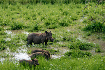 Warthog with its babies in wild habitat.