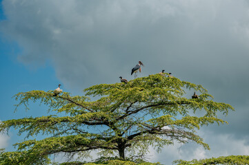 White-backed vulture in african savanna.