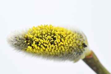 Willow male catkin close up, beginning of flowering, March