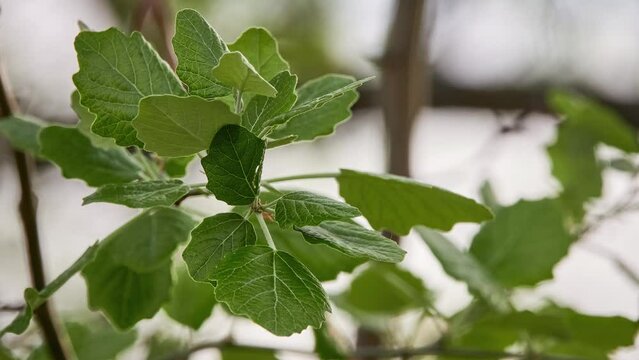 Populus alba, commonly called silver poplar, silverleaf or white poplar, is poplar, most closely related to aspens.