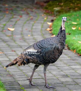 A Portrait of a Wild Turkey Henin a residental neighborhood
