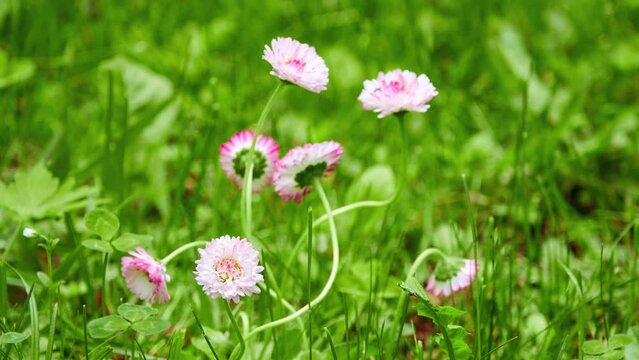 Bellis perennis, daisy, is European species of family Asteraceae, often considered archetypal species of name daisy. It is common, lawn or English daisy, bruisewort, and occasionally woundwort.