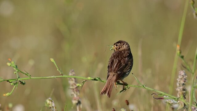 Corn bunting miliaria calandra. A bird with a grasshopper in its beak sits on a branch in a meadow.