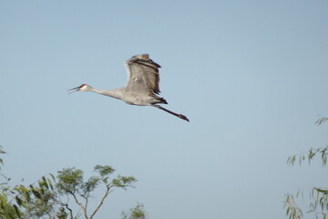 Sandhill Crane ascends into the sky as it takes off  traveling over trees.
