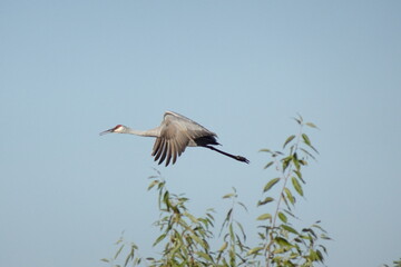 Sandhill Crane ascends into the sky as it takes off  traveling over trees.