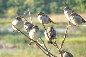 8 Sparrows Huddled Together Look in the Same Direction Perched on a Single Branch